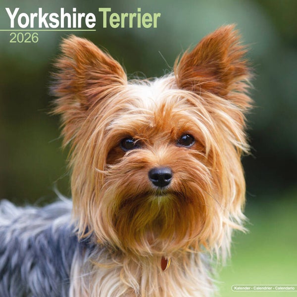 Kalender Yorkshire Terriers