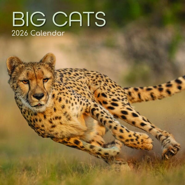 Kalender Big Cats