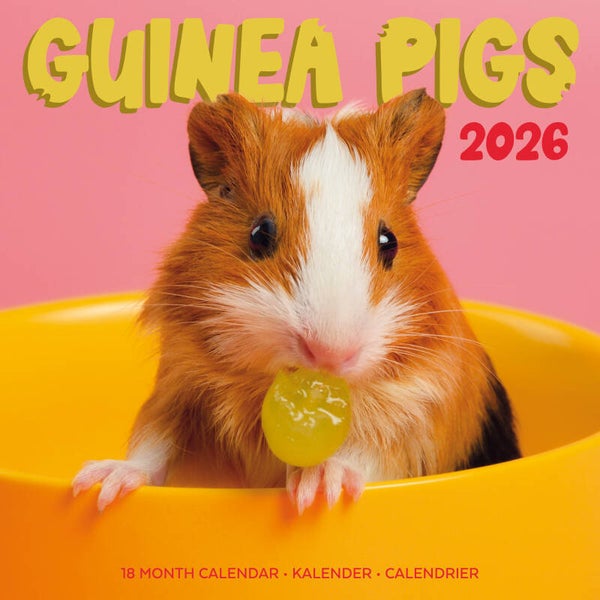 Kalender Guinea Pigs Studio