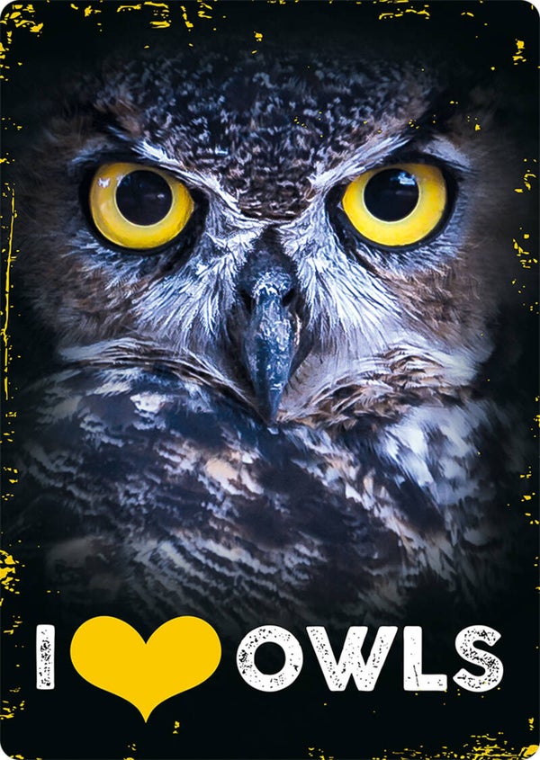 I Love Owls