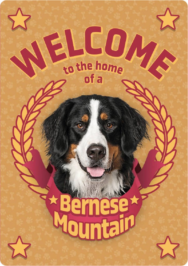 Welcome home Bernese