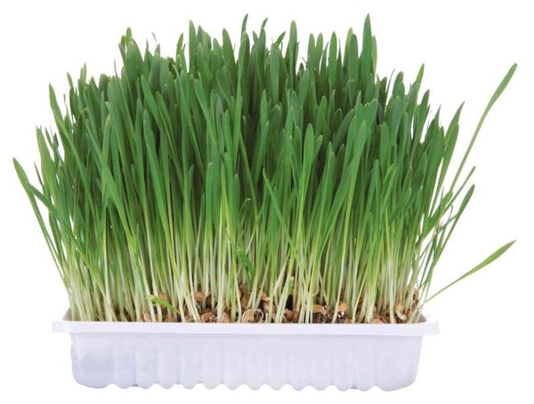Kleindiergras (6x)
