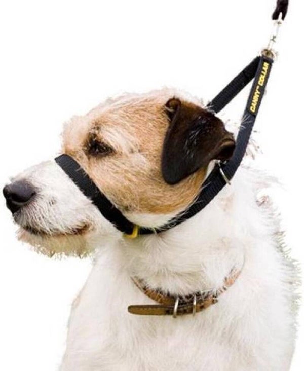 Canny Collar