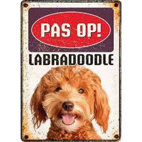 Pas Op Labradoodle