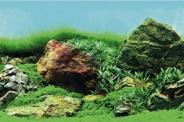 SuperFish Deco Poster C1 60X30 cm