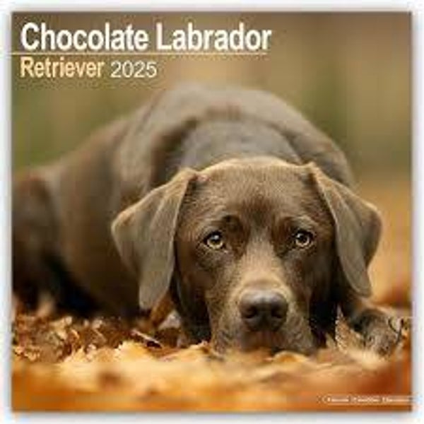 Kalender Labrador Retriever Chocolate
