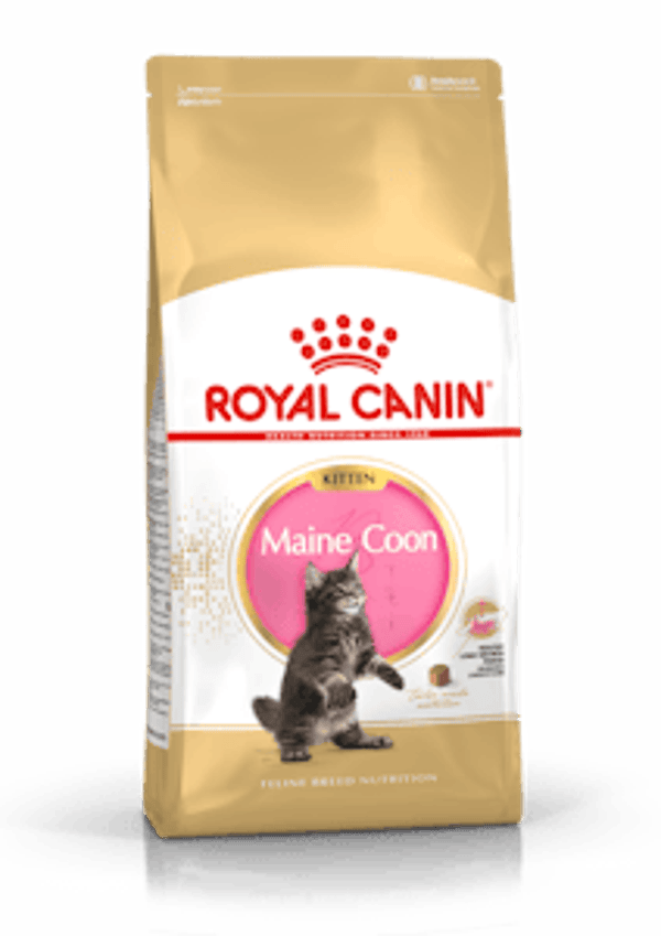 Royal Canin Main Coon Kitten