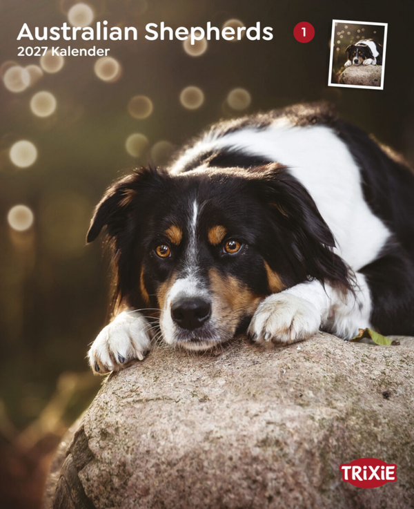 Kalender Australian Shephards