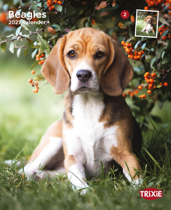 Kalender Beagles