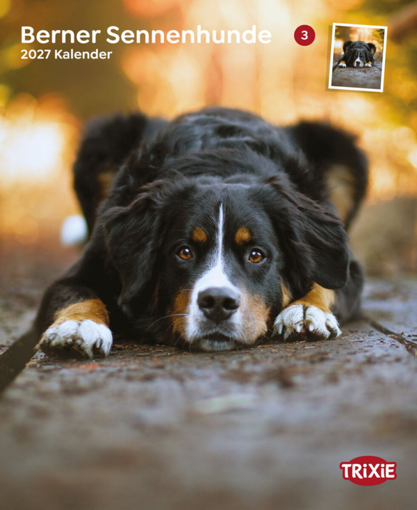 Kalender Berner Sennenhonden