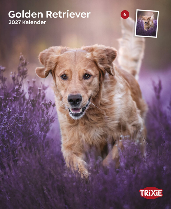 Kalender Golden Retrievers