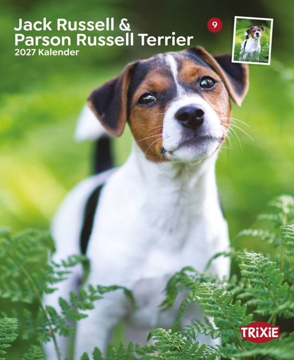 Kalender Jack Russell Parson Russell Terriërs