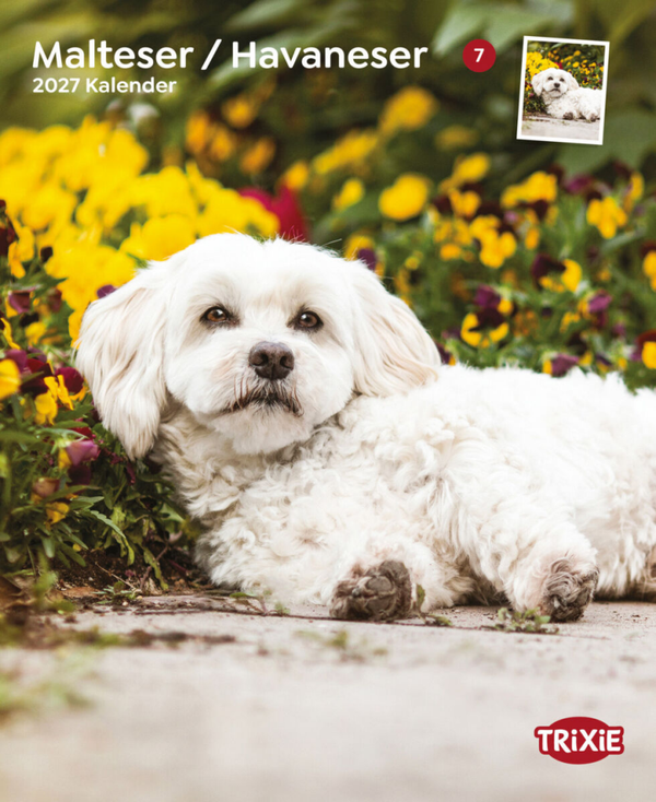 Kalender Maltezer/Havanezer