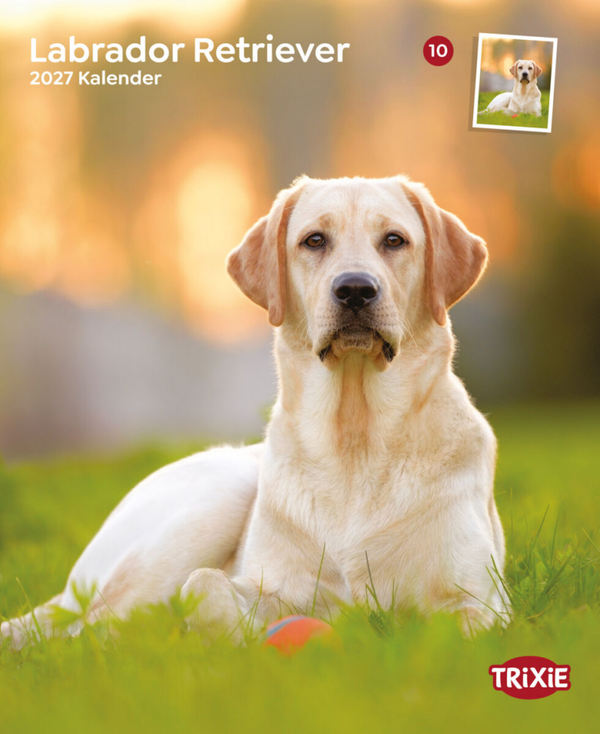 Kalender Labrador Retrievers