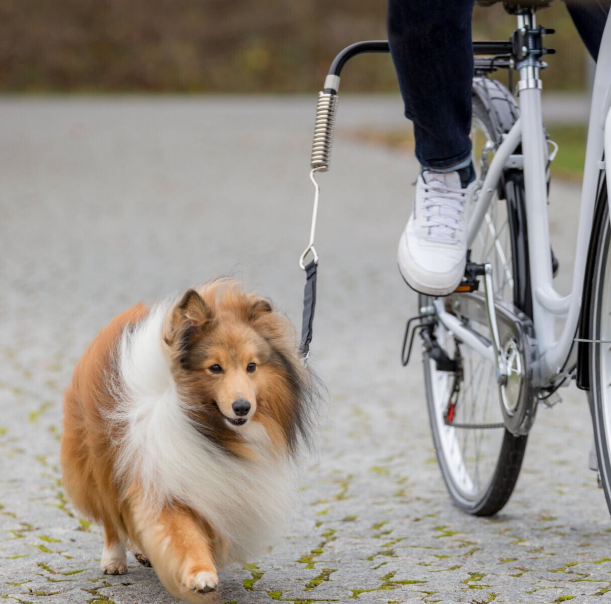 Biker-Set fietsklem voor honden met afstandhouder en schokbreker