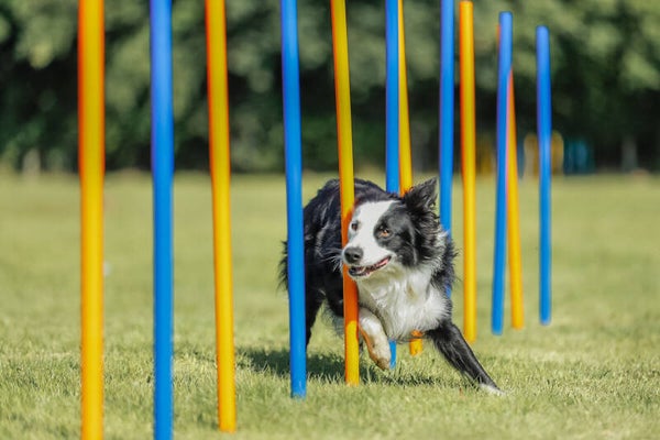 Trixie Fun Agility Slalom