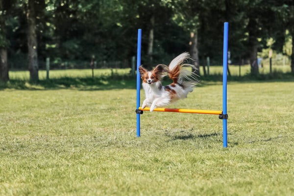 Trixie Fun Agility Horde