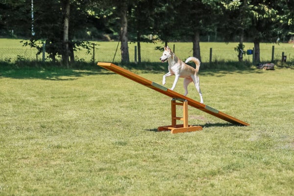 Trixie Fun Agility Wip