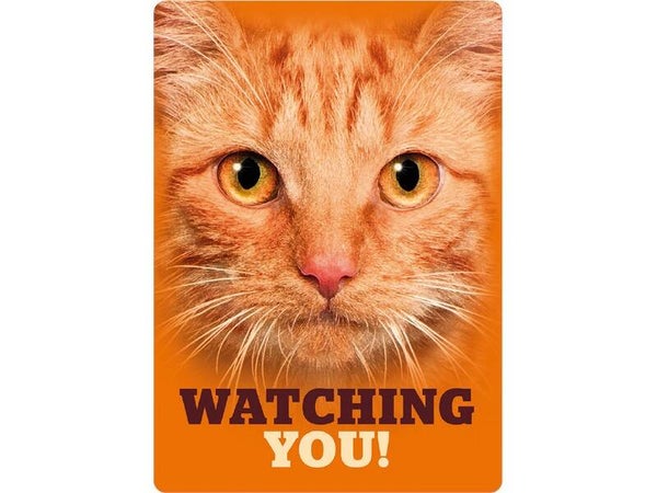 Watching Orange Tabby Eyes
