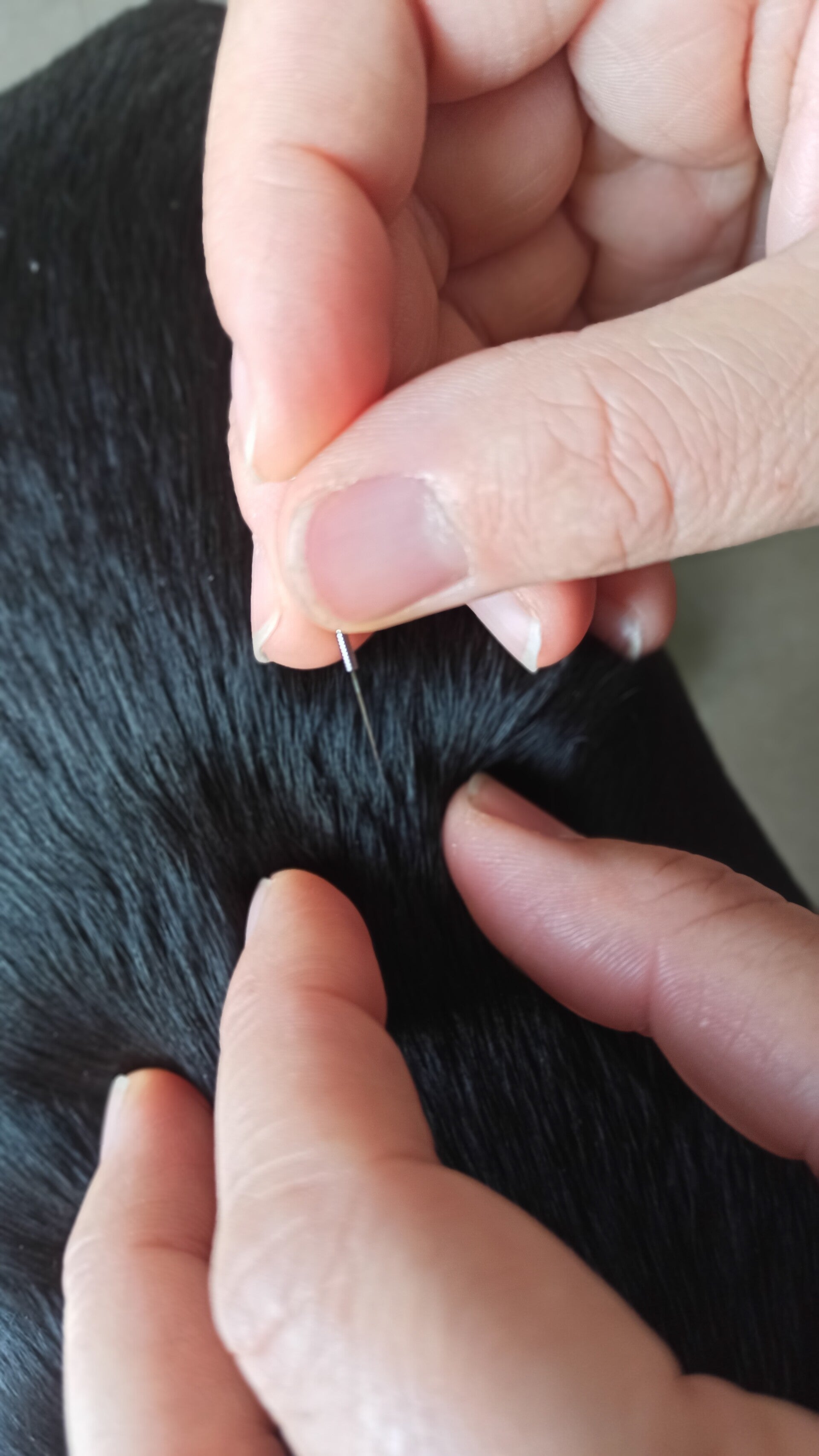 acupunctuur voor dieren