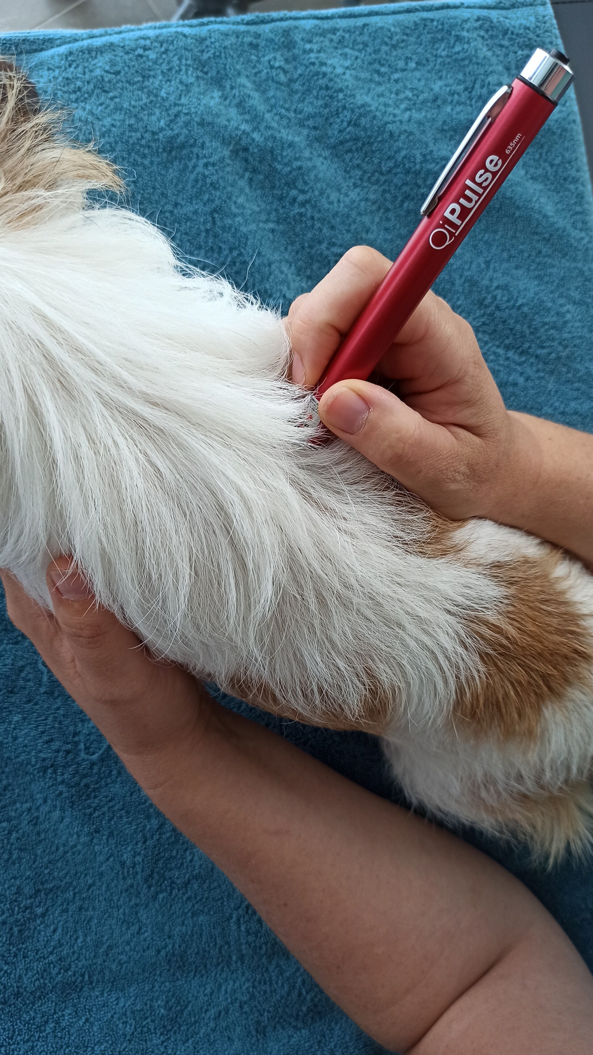lasertherapie voor dieren laserbehandeling voor dieren