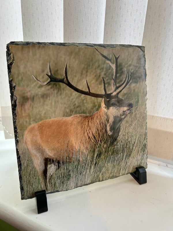Stag Photo Slate