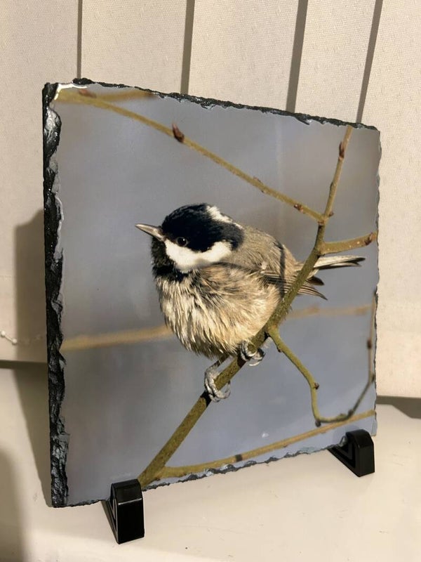 Coal Tit Photo Slate