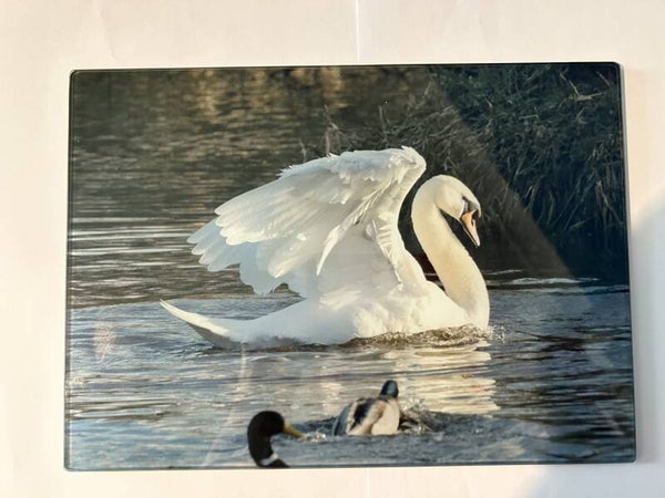 Swan Glass Chopping Board
