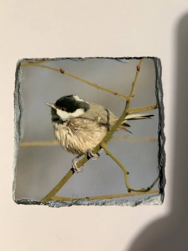 Coal Tit Slate Coaster