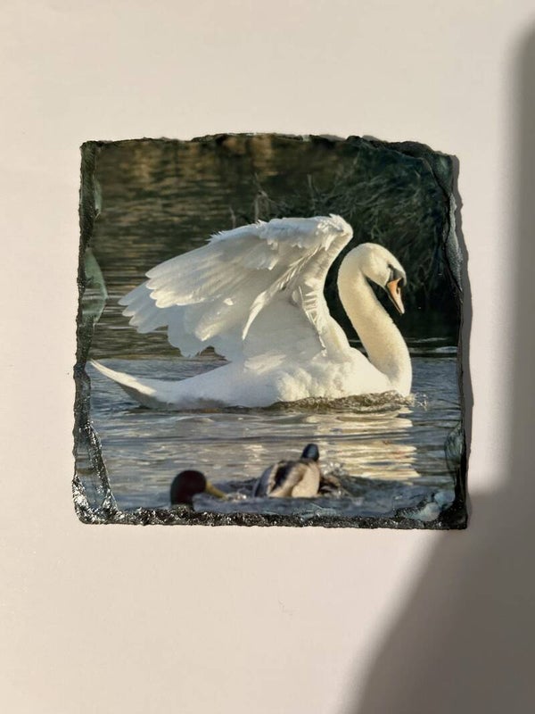 Swan Slate Coaster