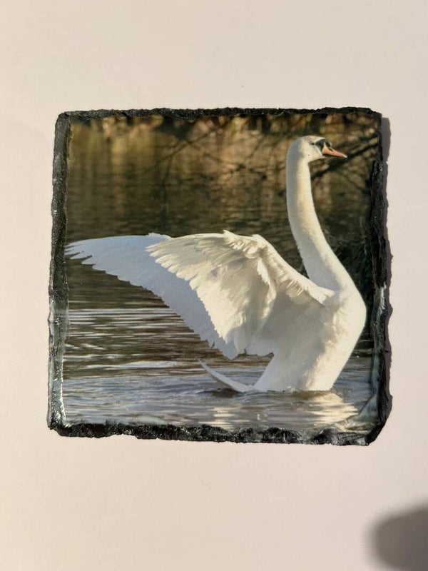 Swan Stretching Slate Coaster