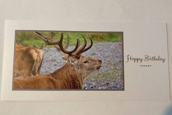 Stag Birthday Card