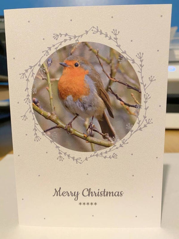 Robin Christmas Card
