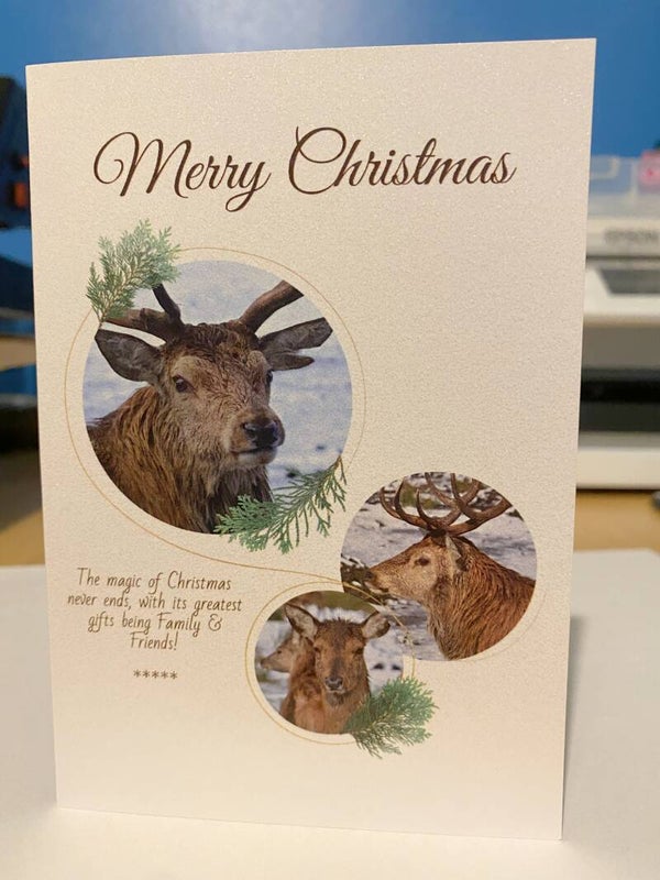 Red Deer Christmas Card