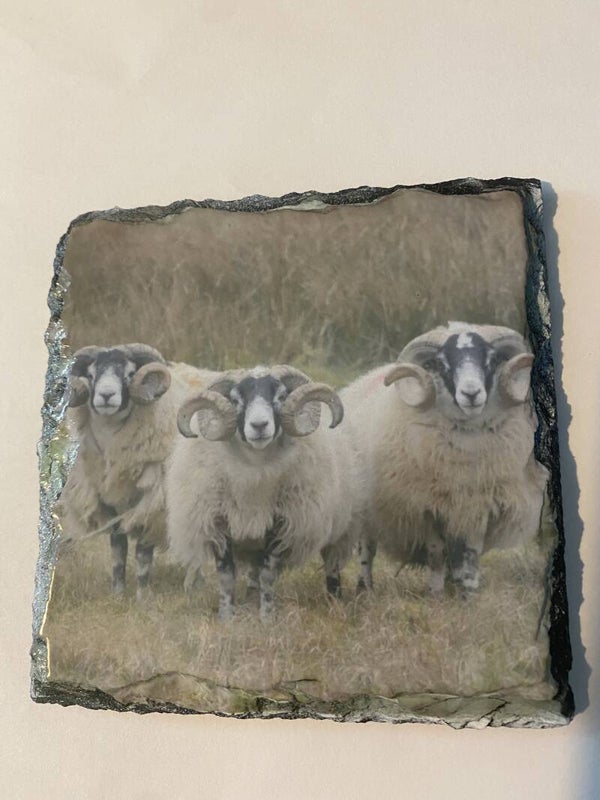 Rams Slate Coaster