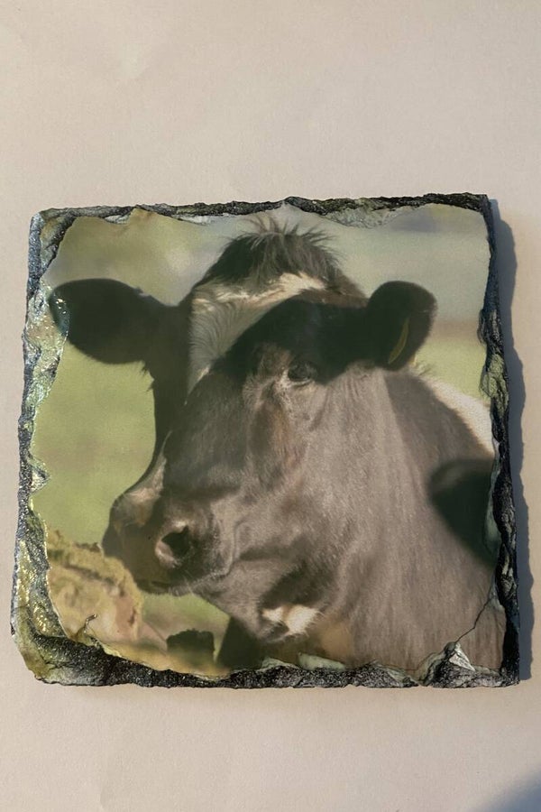 Cow Slate Coaster