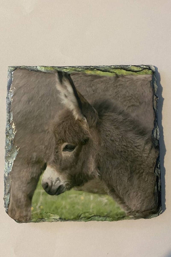 Donkey Slate Coaster