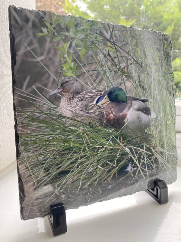 Mallard photo slate