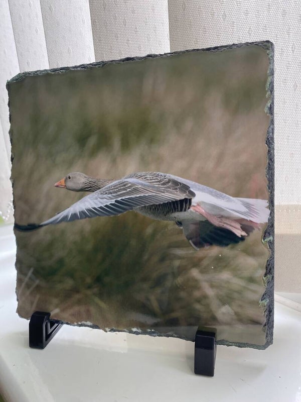 Goose in flight photo slate