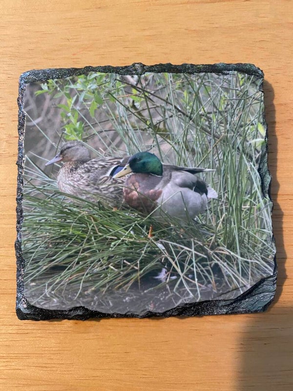 Mallard Slate Coaster