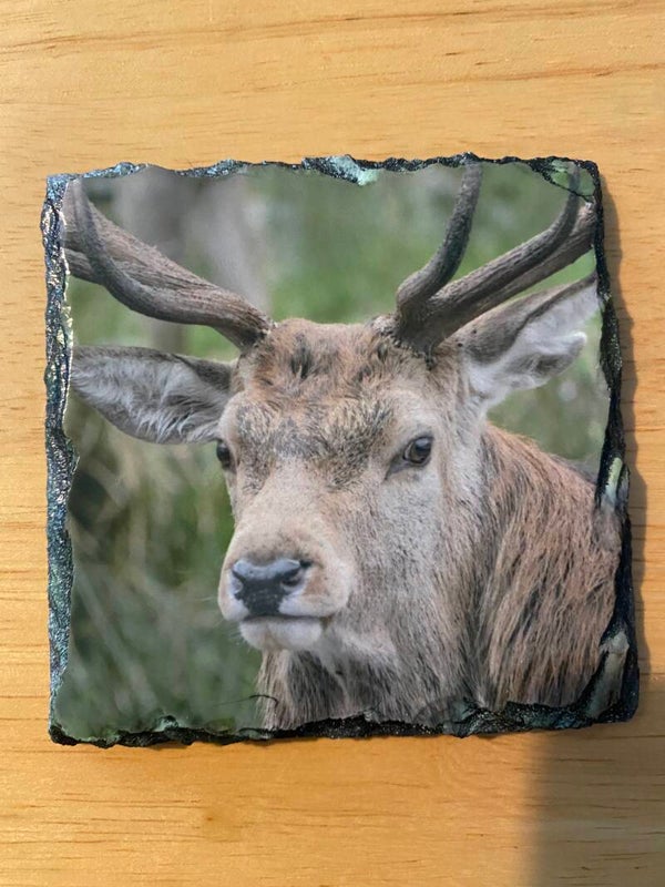 Stag head Slate Coaster
