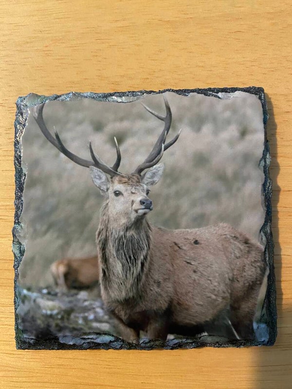 Stag Slate Coaster