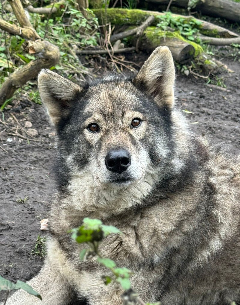Hybrid wolves / Mammals / Meet our animals | Greenacres Animal Park