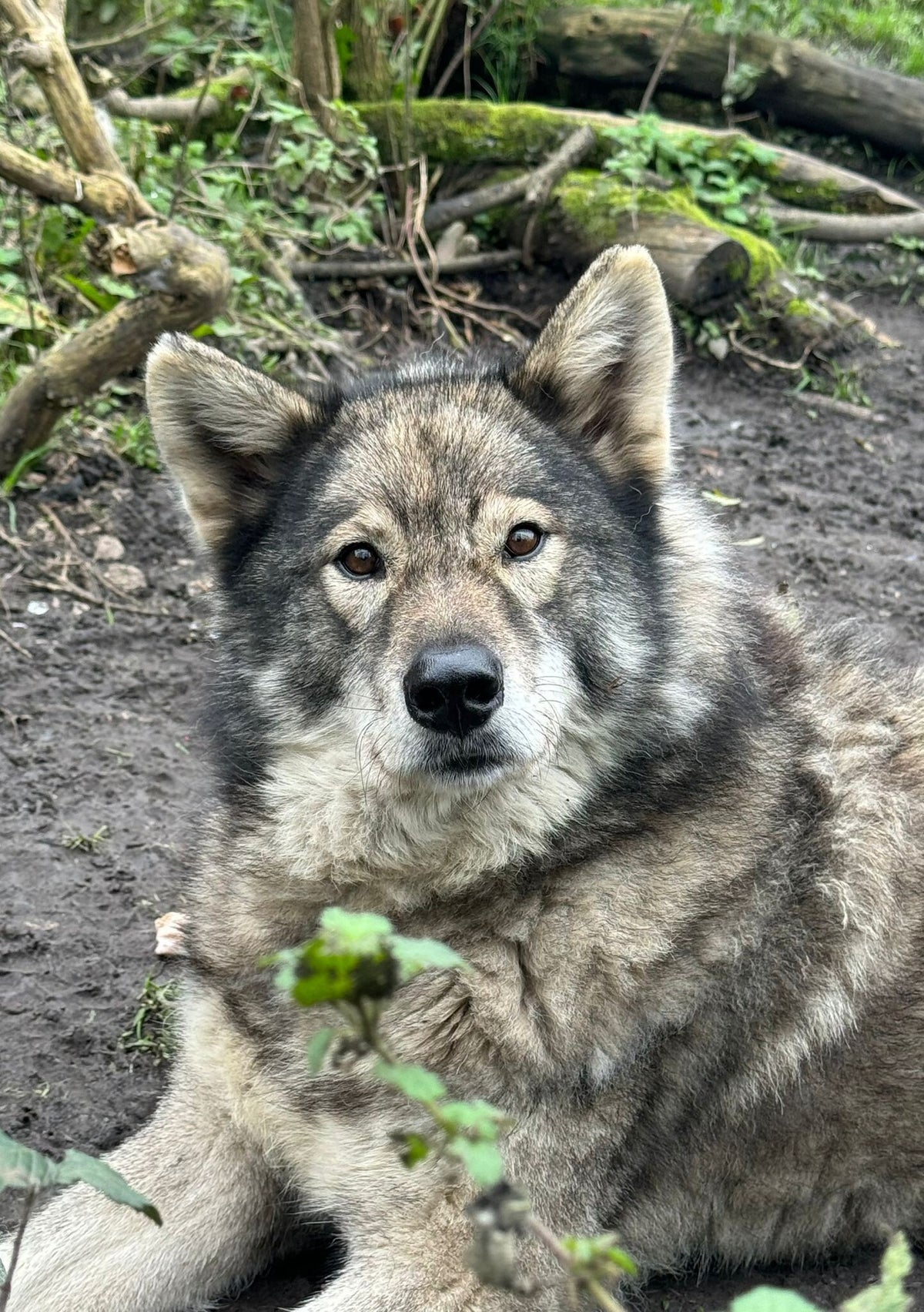 Wolf Mix Hybrid wolves / Mammals / Meet our animals | Greenacres Animal Park