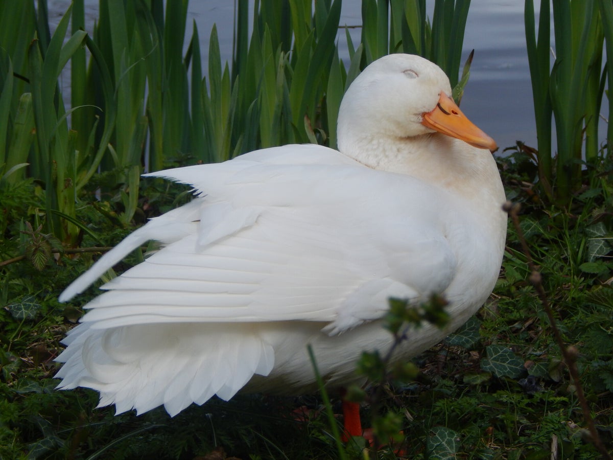 Ducks / Birds / Meet our
