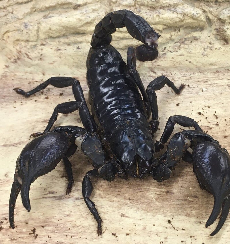 Giant Asian Forest Scorpions Invertebrates Meet Our Animals giant-asian-forest-scorpions-invertebrates-meet-our-animals