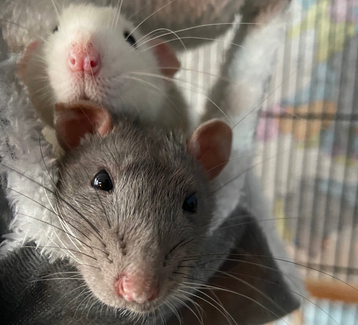 Modern Rats Rats / Mammals / Meet our animals | Greenacres Animal Park