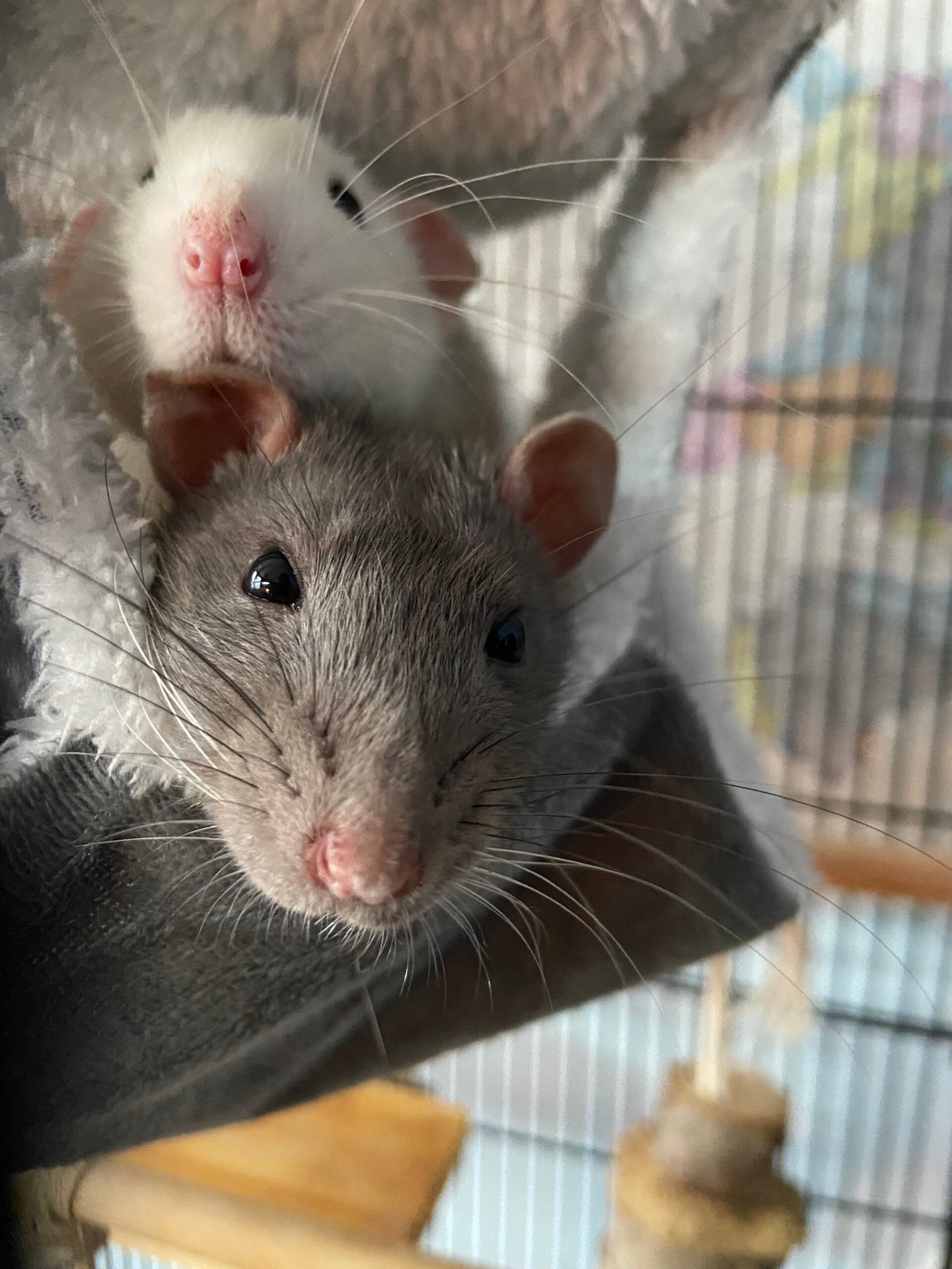 Rats / Mammals / Meet our animals | Greenacres Animal Park