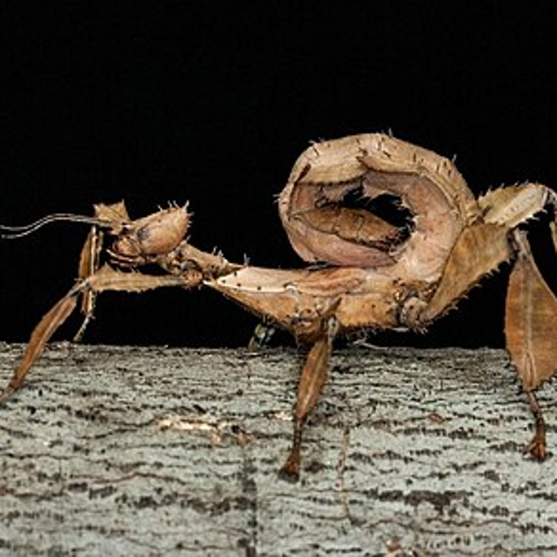 Mclay Stick Insect Invertebrates / Meet our animals | Greenacres Animal Park