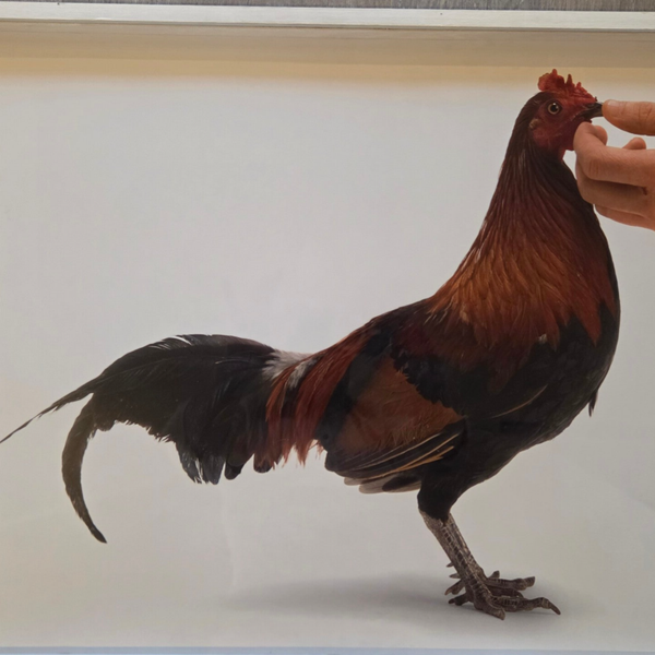 Koen VanMechelen - Feeding chicken